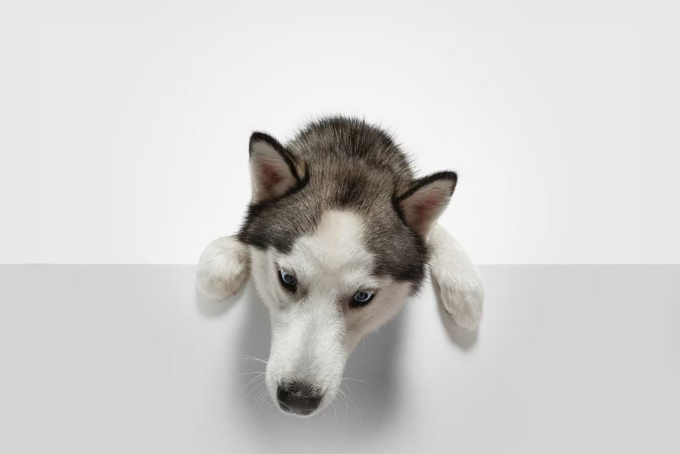 Почему собака лижет уши человека? - ответы на вопросы