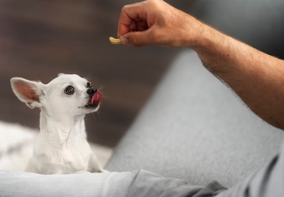 Как научить собаку давать лапу?