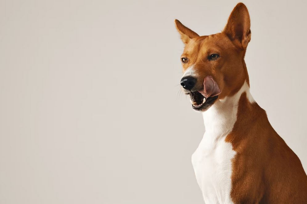 Почему собака сильно чихает? - ответы на вопросы
