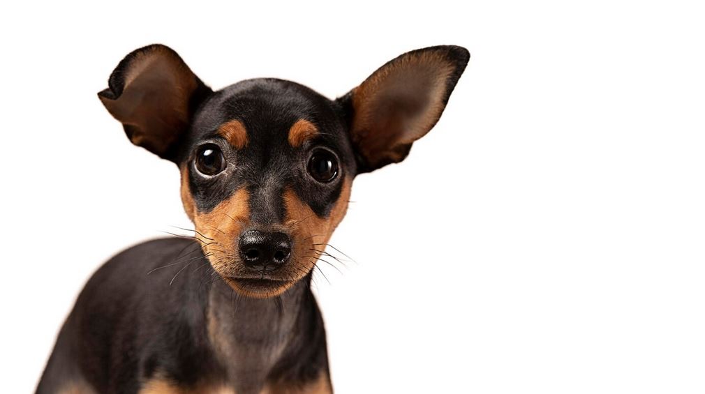 Почему у собаки сухой нос причины?